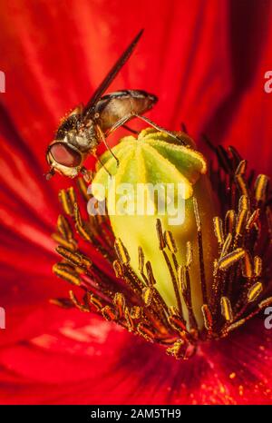 Hoverfly on red poppy flower Stock Photo