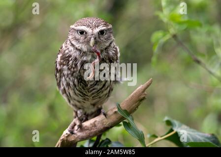 A close up of a little owl, Athene noctua, perched on a branch in a wood and feeding on an earth worm which is hanging from its beak.