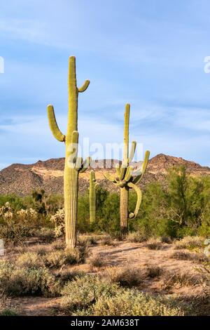 Saguaro Cactus (Carnegiea gigantea) in Usery Mountain Park, Phoenix, Arizona Stock Photo