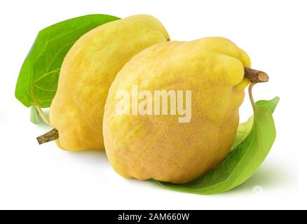 Isolated quince fruits. Two quinces isolated on white background with clipping path Stock Photo