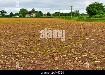 English countryside with rows of new shoots just emerging in farm prepared field, Somerset, UK Stock Photo