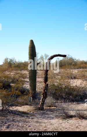 Two Saguaro cacti, one alive and one dead, growing side by side. Stock Photo