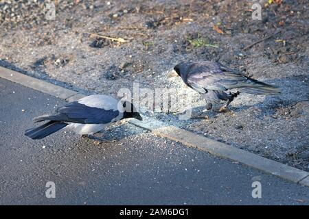 Gray and black crow eat bread crumbs and grain in a city park. Crows on ground in search of food. Stock Photo