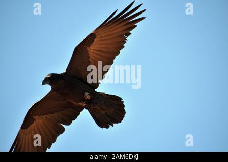 Common Raven in Arizona flying on an updraft during January Stock Photo ...