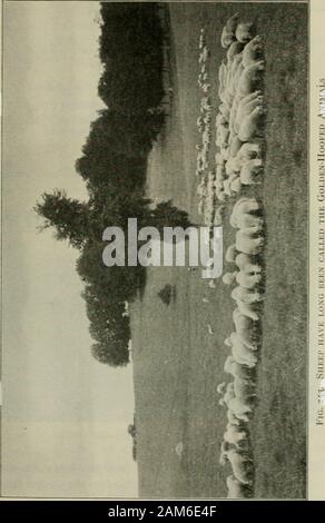 Sheep In Group Flock Hampshire England Stock Photo - Alamy