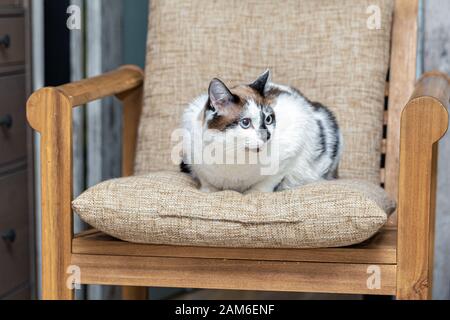 A cat half-breed of snow-shoe sits in a chair in the apartment and looks up to the side Stock Photo