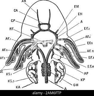 The frog: an introduction to anatomy, histology, and embryology . to the gUls to beaerated : from the gills the blood is collected by efferent vessels,which unite above the alimentary canal to form the dorsal aorta,which by its branches distributes the arterialised blood to allparts of the body. 1. The Circulation during the time the tadpole is breathingby external gills. The arrangement of the bloodvessels, and the course of thecirculation in a 6J mm. tadpole, at a time when the externalgills are in full activity, bvit the internal gills have not yetformed, is shown in Figs. 31 and 32. The tr Stock Photo