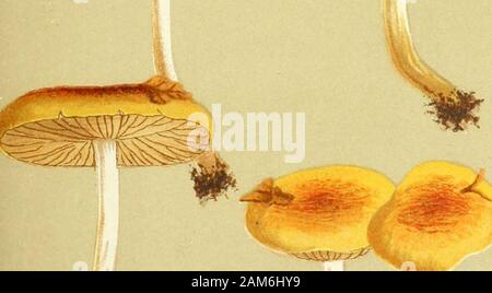 Illustrations of British Fungi (Hymenomycetes), to serve as an atlas to the 'Handbook of British Fungi' . PL. 476,. VJ u^-&gt; Stock Photo