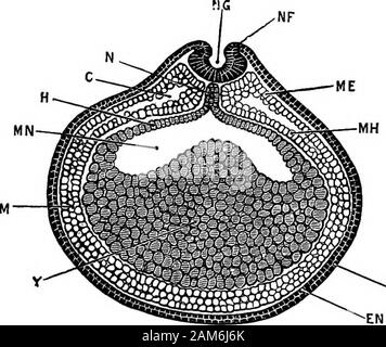 The frog: an introduction to anatomy, histology, and embryology . with, as it appears at a very earlystage of development, and plays an important part, especiallyin the younger stages, in determining the shape and proportionsof the embryo. The epiblast consists almost from the first of two layers, thedistinction between which is already established at the close ofsegmentation. (Fig. 23.) Of these the upper or epidermiclayer is a single stratum of closely fitting cubical cells; while 116 DEVELOPMENT OF THE EROG the lower or nervous layer consists of ovoid or spherical cells,more loosely compact Stock Photo