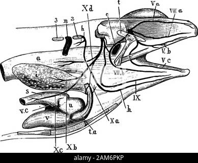 The frog: an introduction to anatomy, histology, and embryology . ly from thethird, fourth, and fifth ganglia.Hepatic, renal, genital, haemorrhoidal, and vesical plexusesalso exist in connection with the liver, kidney, reproductiveorgans, large intestine, and bladder respectively. III. The Cranial Nerves. There are ten paiis of cranialnerves in the frog, which are numbered in order from beforebackwards. (See Figs. 12, 14 and 16.) 78 THE NERVOUS SYSTEM OF THE FROG To dissect the cranial nerves expose the brain by removing theroof of the shvM as al/ready described, amd then follow the specialins Stock Photo