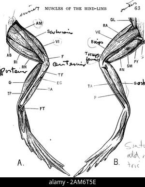The Frog An Introduction To Anatomy Histology And Embryology Us Iii The Adductor Longus Is A Long Narrow Muscle Lyingalong The Outer Side Of The A Dductor Magnus And Often Completely Hidden By