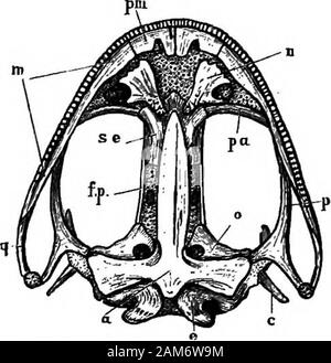 The frog: an introduction to anatomy, histology, and embryology . ersisting in the adult. Besidesthe cartilage-bones the skull is further strengthened by theaddition of numerovis membrane-hones. 1. The Cranium is originally an unsegmented cartilaginotistube, whose cavity forms the anterior part of theneural canal, and lodges the brain. The roof of the 44 THE SKELETON OF THE FKOG tube is imperfect, there being one large anterior fon-tanelle, and two smaller posterior fontanelles, whichare closed by membrane only. In the cartilage aredeveloped cartilage-bones, and around it membrane-bones. To st Stock Photo
