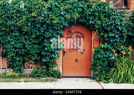 A metal wrought-iron front door with a beautiful openwork pattern in a brick wall overgrown with vertically growing ivy on the street. Vertical garden Stock Photo