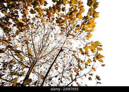 Maple tree isolated on a white background. Stock Photo