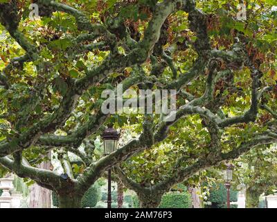 pattern of sinuous interweaving branches with variegated bark of London Plane tree (Platanus × acerifolia or Platanus × hispanica) in Burgos,Spain Stock Photo