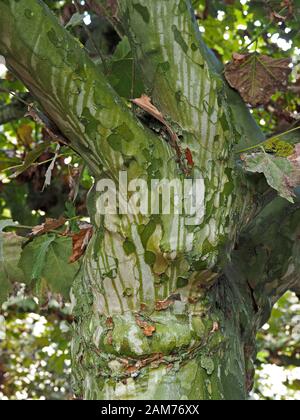pattern of rainwater dripping down colourful variegated bark of London Plane tree (Platanus × acerifolia or Platanus × hispanica) in Burgos,Spain Stock Photo