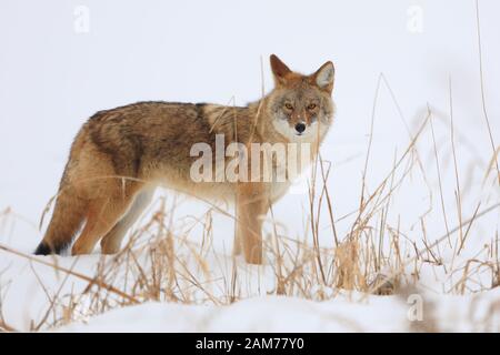 Coyote standing on snowy frozen river bank Stock Photo