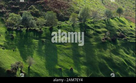 Line of trees on the hills Stock Photo