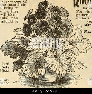 Seed annual, 1899 . MULA Coerulea, blue Pkt. 25cts Mont Blanc, white • 25cts Scarlet *« 25cts Bright Rose 35cts Alba Magnifica, white 35cts Punctata Elegantissima, flowers velvety crimson, fringed and spotted on the edge with white. Pkt. 35cts Choicest Mixed, from choicest of best fringed varieties Pkt. 35cts Choicest Fern Leaved, Mixed. 35ctsDOUBLE FRINGED PRIMULAThe following are very choice, and arehighly recommended. They will producea large percentage of double flowers. Double, Crimson Pkt. SOcts White... SOcts Red SOcts Mixed SOcts PRIMULA JAPONICA (.Japanese Primrose). The beauti-ful, l Stock Photo