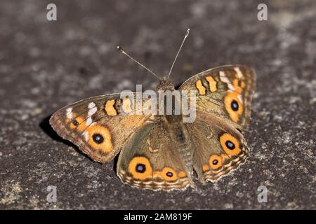 Meadow Argus Butterfly Stock Photo