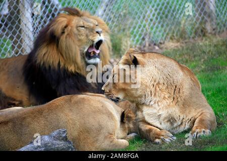 a pride of lions in a zoo Stock Photo