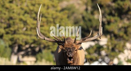 Rocky Mountain Elk Cervus canadensis head closeup with large antlers bugling Stock Photo
