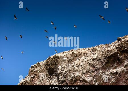 A flock of seagulls in the blue sky above the rock. Ballestas Islands, Paracas National Reserve, Peru Stock Photo