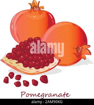Pomegranate hand drown vector illustration isolated on white background. Stock Vector