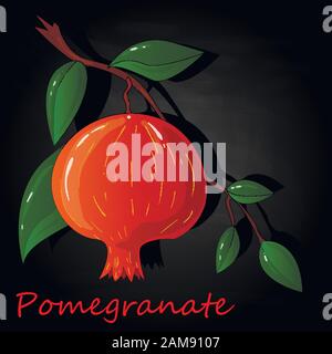 Pomegranate hand drown vector illustration isolated on black background. Stock Vector