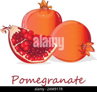 Pomegranate hand drown vector illustration isolated on white background. Stock Vector