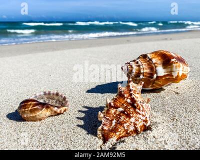 Tropical beach with shells in the foreground on the sand and blurry sea, summer vacation, background. Travel and beach vacation, free space for text. Stock Photo