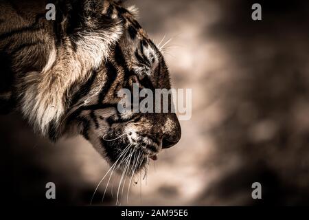 ranthambore wild male bengal tiger extreme close up Fine art image or portrait at ranthambore national park or tiger reserve, rajasthan, india Stock Photo