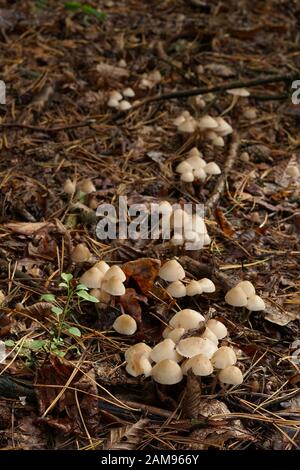 small, inedible mushrooms on the forest litter in autumn Stock Photo