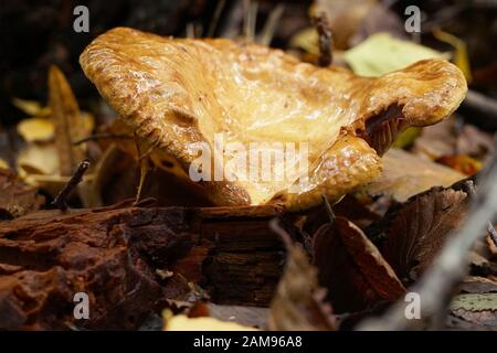 inedible mushroom in the forest litter Stock Photo