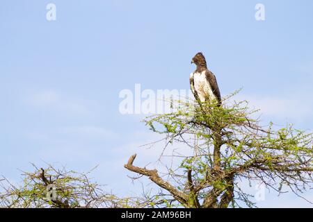 Martial eagle bird. Serengeti National Park, Tanzania, Africa. African wildlife Stock Photo