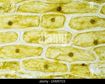 Onion skin cells under the microscope, horizontal field of view is about 0.61 mm Stock Photo