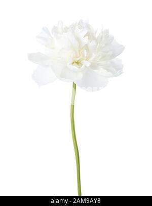 White peony isolated on white background. Stock Photo