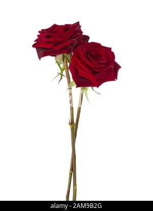 Two dark-red Roses isolated on white background. Stock Photo