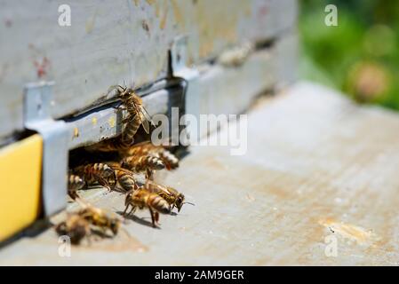 Honey bee in the entrance to a wooden beehive. Stock Photo
