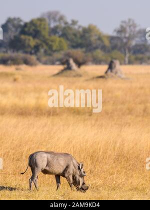 Common Warthog, Phacochoerus africanus, Bushman Plains, Okavanago Delta, Botswana Stock Photo
