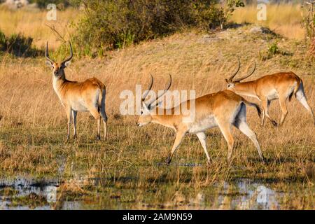 Red Lechwe, Kobus leche, Bushman Plains, Okavanago Delta, Botswana. Also known as Southern Lechwe. Stock Photo