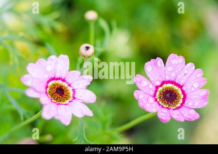 Argyranthemum frutescens, Grandaisy Pink Halo, Tender Perennial, Marguerite, Pink flower Stock Photo