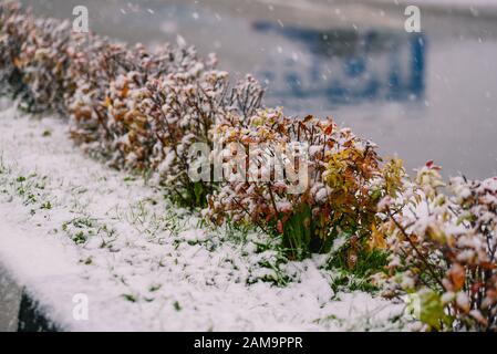 The first snow and snowfall on the street. Trees with green and yellow leaves are covered with snow. Snow falling and cold weather. Weather forecast. Stock Photo