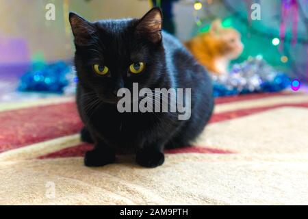 Black domestic cat on the background of a Christmas tree. Portrait of a domestic black cat. Stock Photo