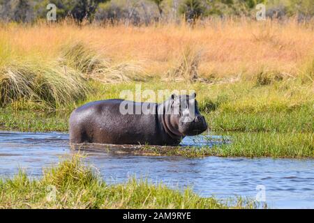 Hippopotamus, Hippopotamus amphibius, Khwai River, Okavango Delta, Botswana Stock Photo