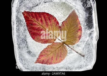 Red autumn leaves frozen in transparent ice on a dark background. Stock Photo