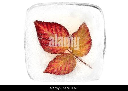 Red autumn leaves frozen in transparent ice on a white background. Stock Photo