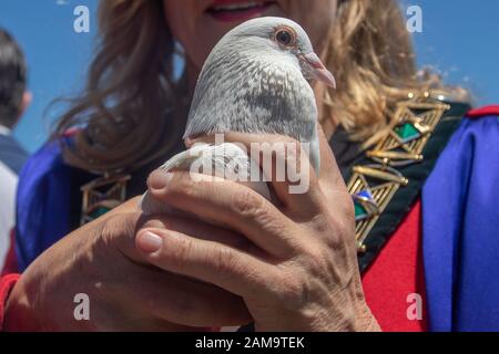 Adelaide, Australia. 12 January 2020. A white dove is released during ceremony of  the blessing of the waters on Henley pier marking the orthodox Epiphany Day which commemorates the baptism of Jesus in the Jordan River. Credit: Amer Ghazzal/Alamy Live News Stock Photo