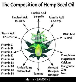 Composition of marijuana oil. Hemp oil. Essential fatty amino acids, vitamins, minerals. Marijuana in medicine. Infographics. Cannabis Vector Stock Vector