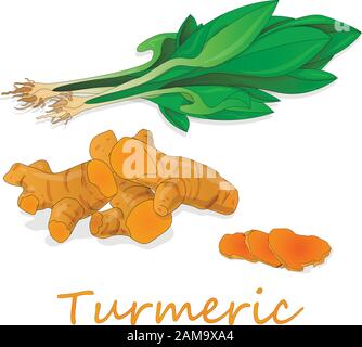 Turmeric (Curcuma longa Linn) powder and root on white background vector illustration. Stock Vector